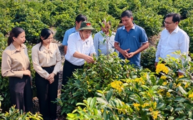 Phó bí thư Thành ủy Nguyễn Phước Lộc thăm nông dân làng mai vàng Bình Lợi