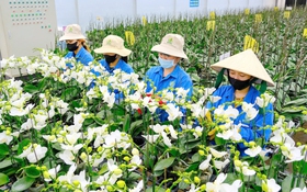 Hoa Tết 2026: Nhà vườn nghe ngóng sức mua