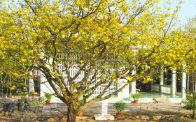 Sao ta mãi thương mai mùa cũ?