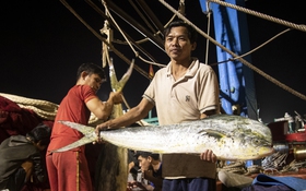 Những mẻ 'cá vàng' cuối năm tại cảng cá lớn nhất miền Trung