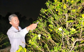 Nông dân làng mai Bình Lợi thấp thỏm chờ khách