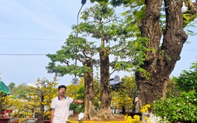 Chậu me bonsai 'phu ngọt - thê chua' chào bán trên 1 tỉ đồng tại chợ hoa Tết Long Xuyên