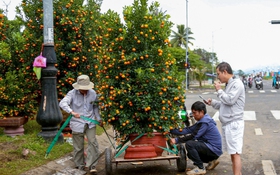Vượt thiên tai, quất Tết Đà Nẵng vẫn đa dạng, dáng đẹp, quả đều