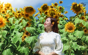 Vườn hướng dương dưới chân núi Ngũ Hành Sơn nở rộ, hút khách tham quan