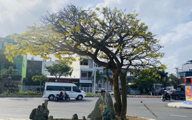 Chợ mai xuân Đà Nẵng thưa vắng những 'anh tài'