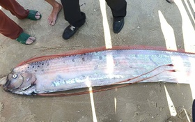 Cá rồng biển hiếm gặp trôi dạt vào biển La Gi được ngư dân chôn cất