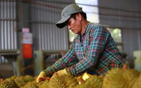 Siết gian lận, chặn trốn thuế giữa cao điểm thu hoạch sầu riêng