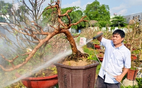 Sau Tết, nhà vườn ở TP.HCM tất bật 'hồi sức' mai vàng