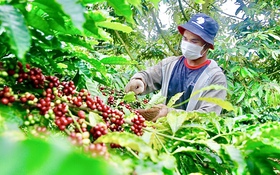 Định nghĩa lại cà phê Robusta Việt Nam, chuyển từ bán sản lượng sang bán giá trị