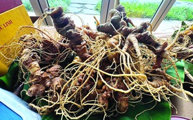 Sâm Ngọc Linh còn cần rất nhiều thứ