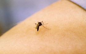Muỗi bắt đầu hút máu người từ khi nào? DNA tiết lộ điều bất ngờ