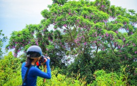 Tháng 4, hoa thàn mát nhuộm tím rừng Sơn Trà