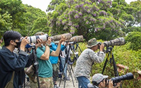 Chi hàng trăm triệu đổi lấy khoảnh khắc chụp được loài voọc quý trên bán đảo Sơn Trà