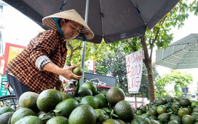 Nền nông nghiệp Việt không thể vận hành bằng may rủi