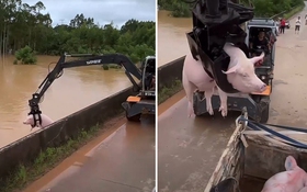 Cứu heo thoát lũ làm liên tưởng 'gắp thú phiên bản đời thực'