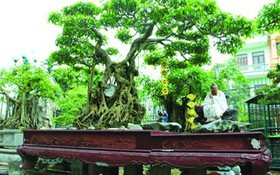 Cây cảnh bạc tỉ