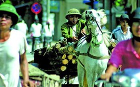 Taxi... ngựa