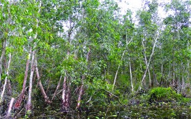 Cây tràm ở Kiên Giang