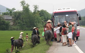Cưỡi trâu cho Tây chụp ảnh