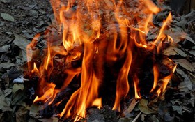 Lá khô trong khói ấm