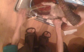 Tẩy chay thịt rừng