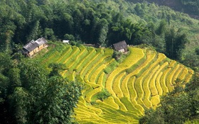 Mùa vàng trên vùng biên giới