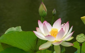 Chuyện nhỏ với sen
