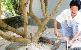 Giám đốc ăn chay