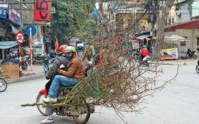 Mùa xuân gõ cửa