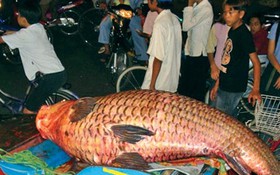 Người cuối cùng giữ lưới cá hô