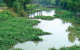 Khi dân đồng bằng làm "túi cá"