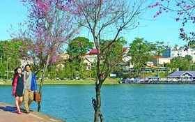 Nói thêm về cây mai anh đào