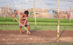 Nông nghiệp: Lo kỹ thuật, quên thị trường