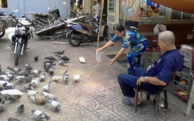 Bà lão và đàn bồ câu