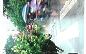 Hoa sen và phố cổ