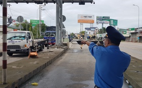 Đàn bò đi trong thành phố