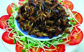 Trần Khải Ca trở lại với tiểu thuyết mạng