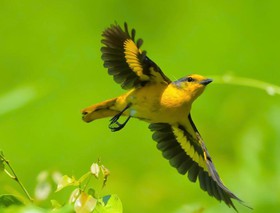Dấu ấn “Vietnam BirdRace 2026”