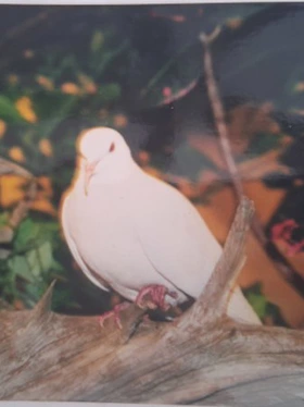 Chú chim bồ câu lập kỷ lục thế giới 'già hơn trái cà'