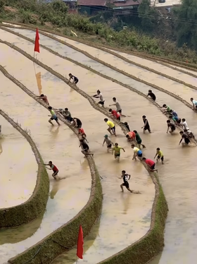 'Đua leo ruộng bậc thang' gây bão mạng