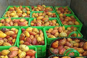 Tái sinh vỏ ca cao