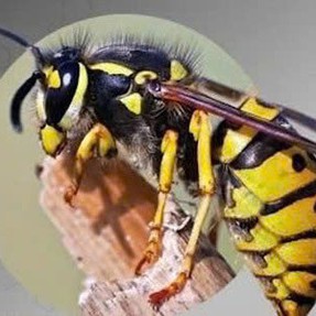 Hai vợ chồng ở Nghệ An kể lại giây phút bị đàn ong tấn công ‘tưởng chết’ khi thu hoạch keo