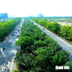 Lý do cấm trồng cây trứng cá, bông gòn, bồ kết và 15 loại cây khác tại nơi công cộng ở Hà Nội 