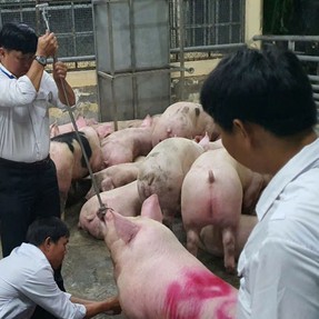 Ăn thịt heo có chất cấm Salbutamol, sức khỏe bị ảnh hưởng như thế nào?