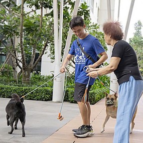 'Chạy show' dắt chó đi dạo kiếm tiền triệu mỗi ngày ở TP.HCM