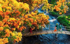 Mùa hoa rì rừng vàng rực đại ngàn phía tây Đà Nẵng