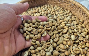 Robusta trong tuần: Giá nội địa quanh 92.500 đồng/kg, nông dân giữ cà phê như tài sản