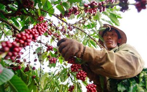 Robusta tuần qua: Đầu vụ giá tăng