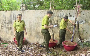 Kiểm lâm Thanh Hóa cảnh báo thú chơi cây muội hồng, coi chừng vi phạm pháp luật
