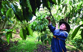 Những người định vị hạt 'vàng' Robusta ở xứ B'Lao